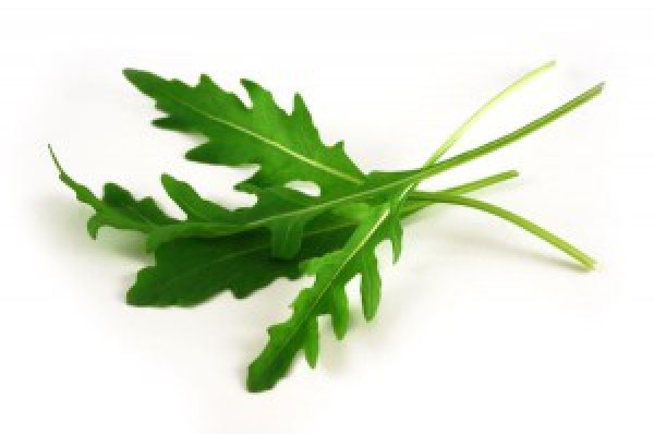 Rukola