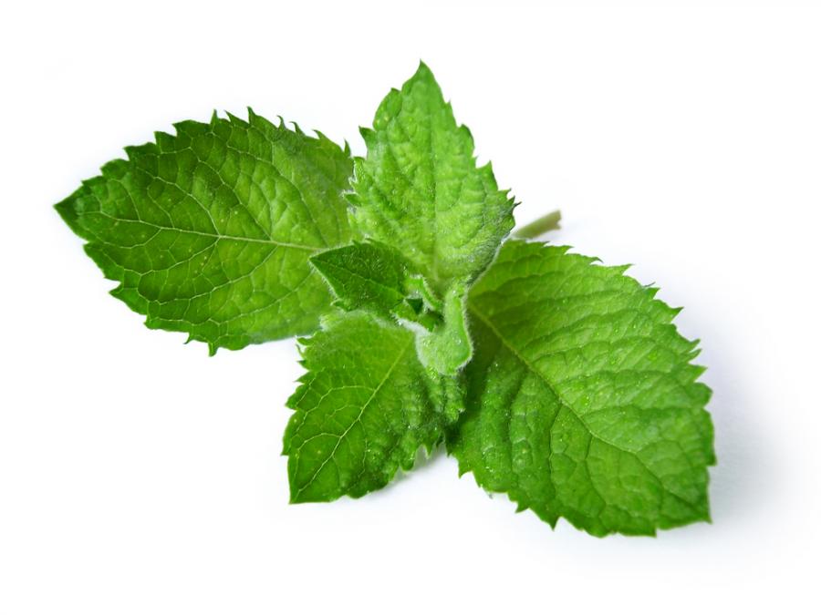 Mięta