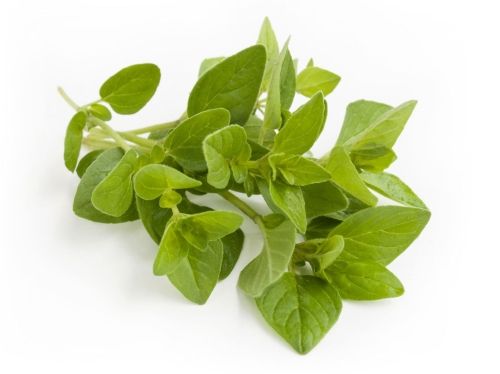 Oregano